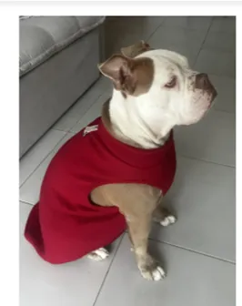 🐶❄️ Seu melhor amigo merece conforto até nos dias mais frios! - Foto 2
