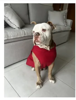 🐶❄️ Seu melhor amigo merece conforto até nos dias mais frios! - Foto 3