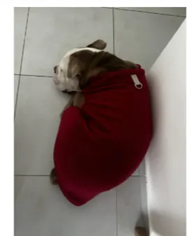 🐶❄️ Seu melhor amigo merece conforto até nos dias mais frios! - Foto 4