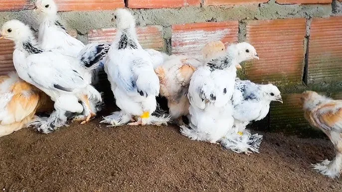 Doação Ninhada de galinha BRAHMA - Foto 1