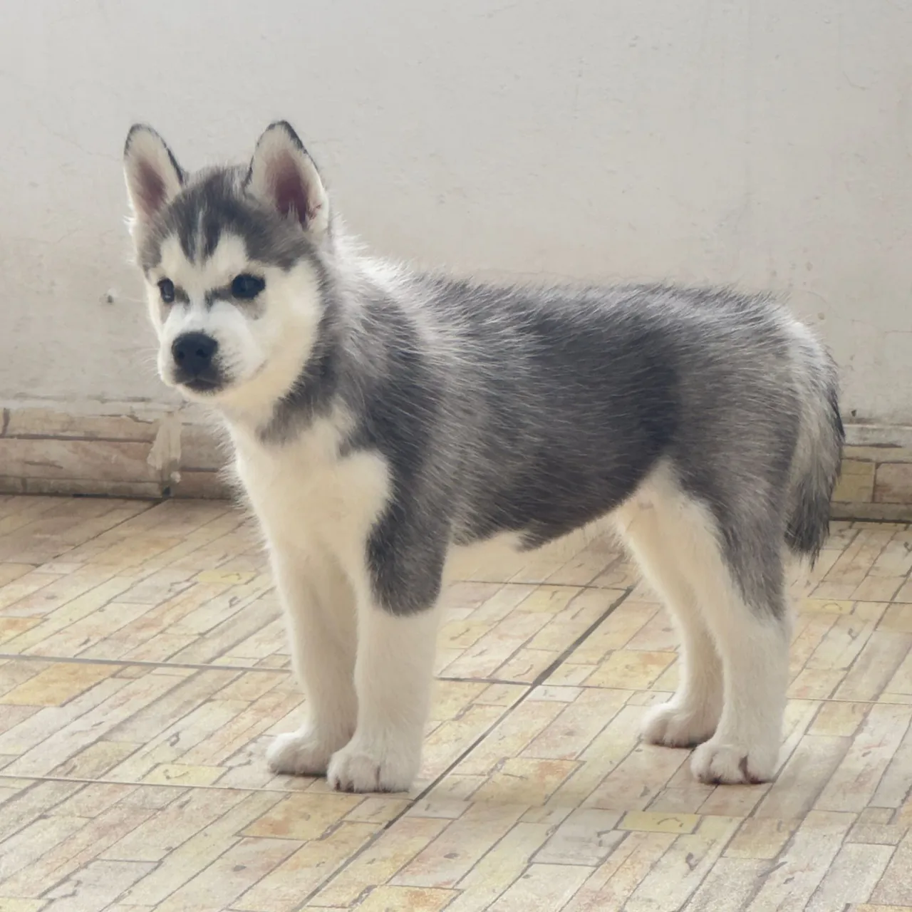 Filhotes de Husky Siberiano com Pedigree - Foto 1