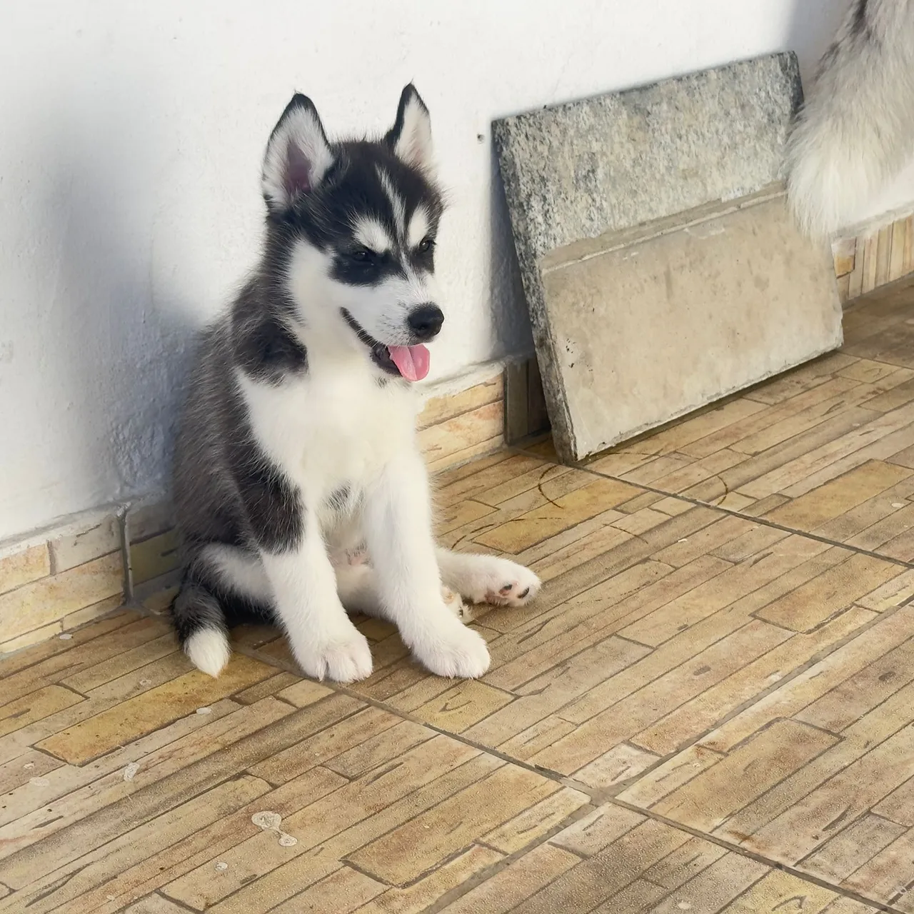 Filhotes de Husky Siberiano com Pedigree - Foto 2