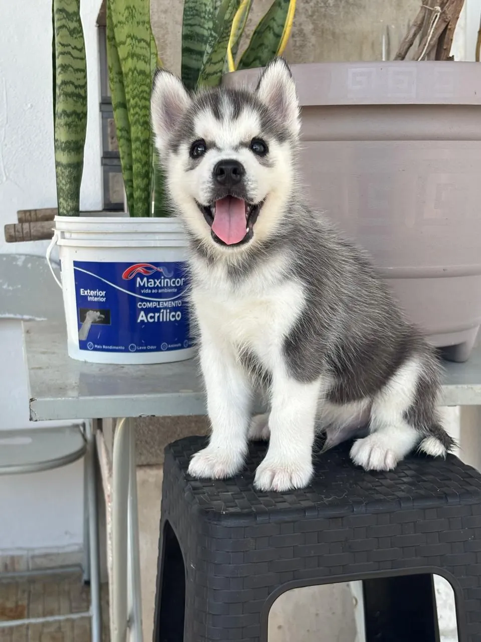 Filhotes de Husky Siberiano com Pedigree - Foto 3