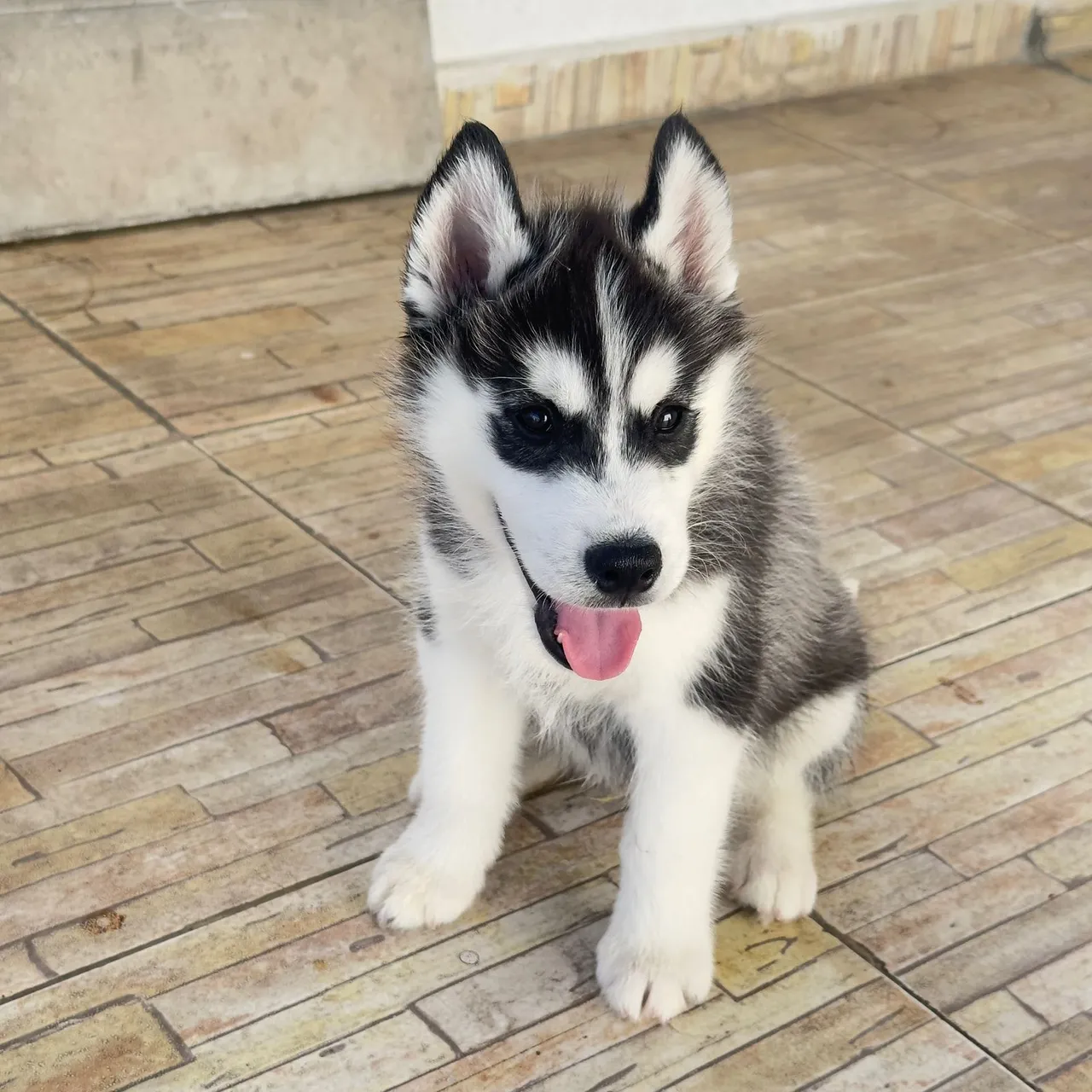 Filhotes de Husky Siberiano com Pedigree - Foto 4
